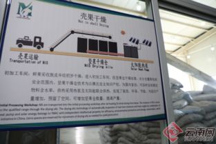 記者點贊臨滄澳洲堅果 產業發展潛力無窮 要聞 臨滄頻道 云南網
